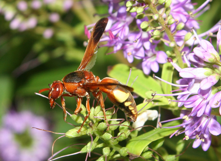 La rossa delle antenne fragili: Rhynchium oculatum